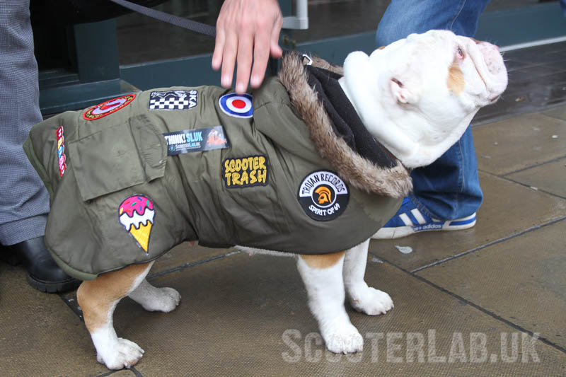 No wonder the dog looked miserable, forced to wear a patch covered parka.